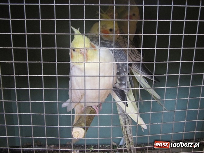 Zdjęcie w galerii na portalu naszraciborz.pl: Pierzaste piękności do niedzieli w RCK-u wiadomości z regionu