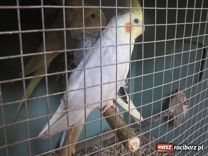 Zdjęcie w galerii na portalu naszraciborz.pl: Pierzaste piękności do niedzieli w RCK-u wiadomości z regionu