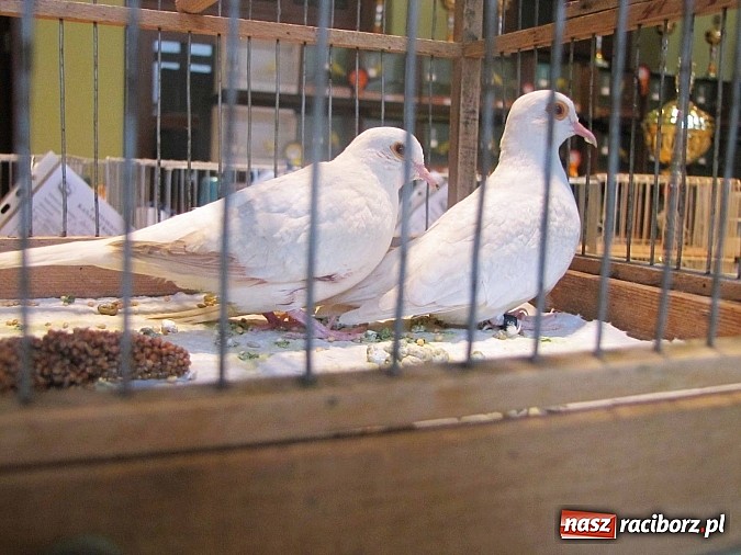 Zdjęcie w galerii na portalu naszraciborz.pl: Pierzaste piękności do niedzieli w RCK-u wiadomości z regionu