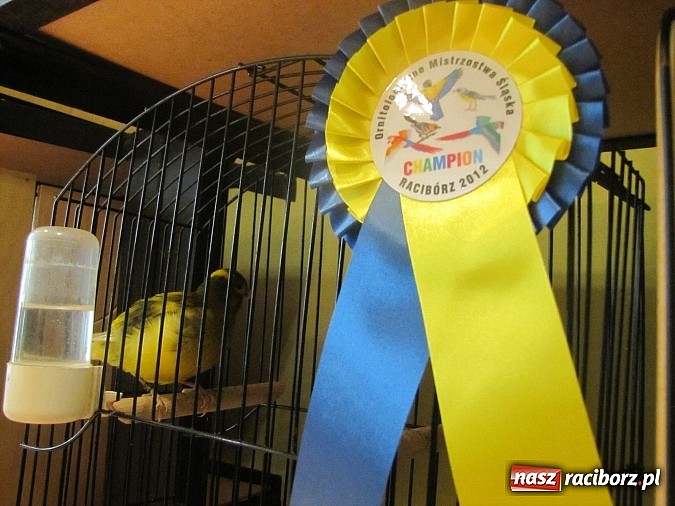 Zdjęcie w galerii na portalu naszraciborz.pl: Pierzaste piękności do niedzieli w RCK-u wiadomości z regionu