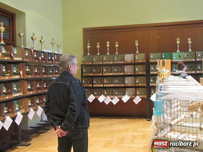 Zdjęcie w galerii na portalu naszraciborz.pl: Pierzaste piękności do niedzieli w RCK-u wiadomości z regionu