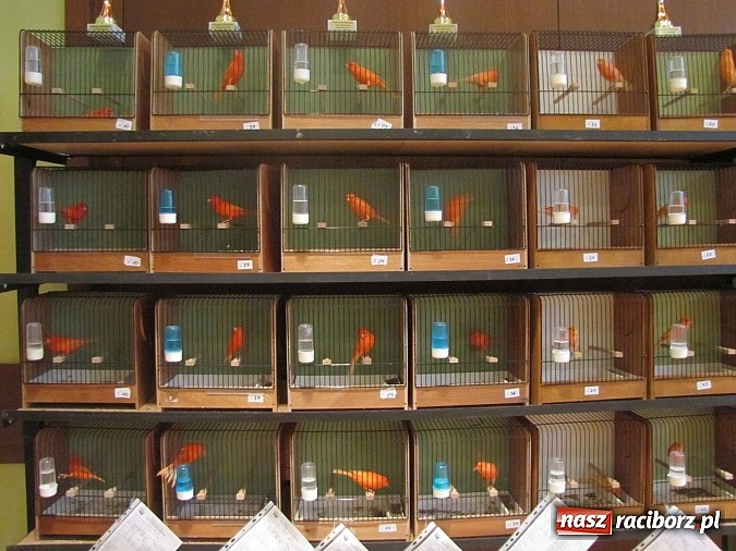 Zdjęcie w galerii na portalu naszraciborz.pl: Pierzaste piękności do niedzieli w RCK-u wiadomości z regionu