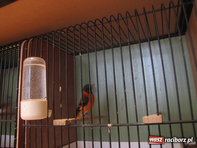 Zdjęcie w galerii na portalu naszraciborz.pl: Pierzaste piękności do niedzieli w RCK-u wiadomości z regionu