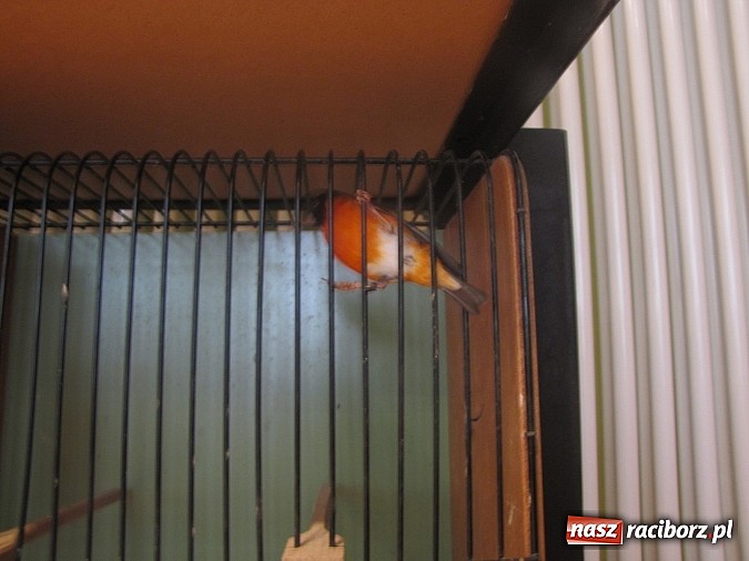 Zdjęcie w galerii na portalu naszraciborz.pl: Pierzaste piękności do niedzieli w RCK-u wiadomości z regionu