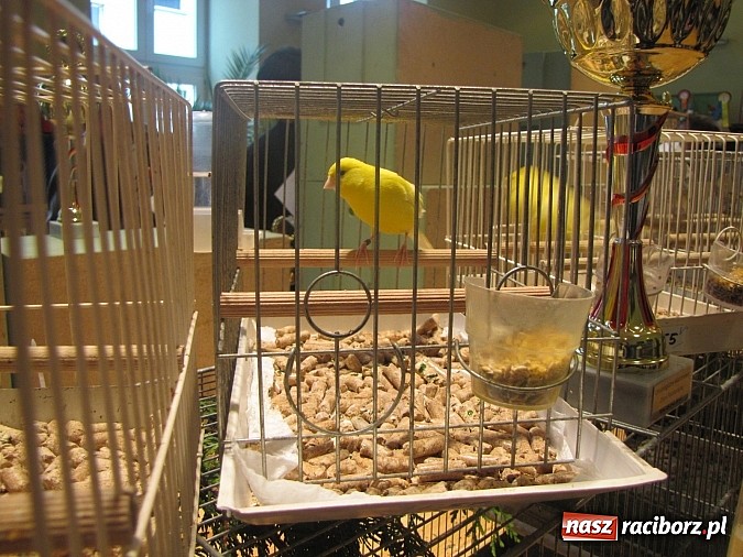 Zdjęcie w galerii na portalu naszraciborz.pl: Pierzaste piękności do niedzieli w RCK-u wiadomości z regionu