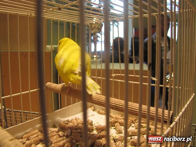 Zdjęcie w galerii na portalu naszraciborz.pl: Pierzaste piękności do niedzieli w RCK-u wiadomości z regionu