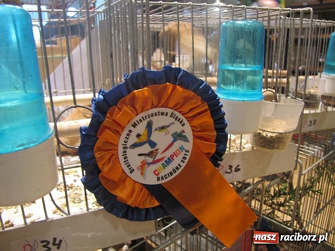 Zdjęcie w galerii na portalu naszraciborz.pl: Pierzaste piękności do niedzieli w RCK-u wiadomości z regionu