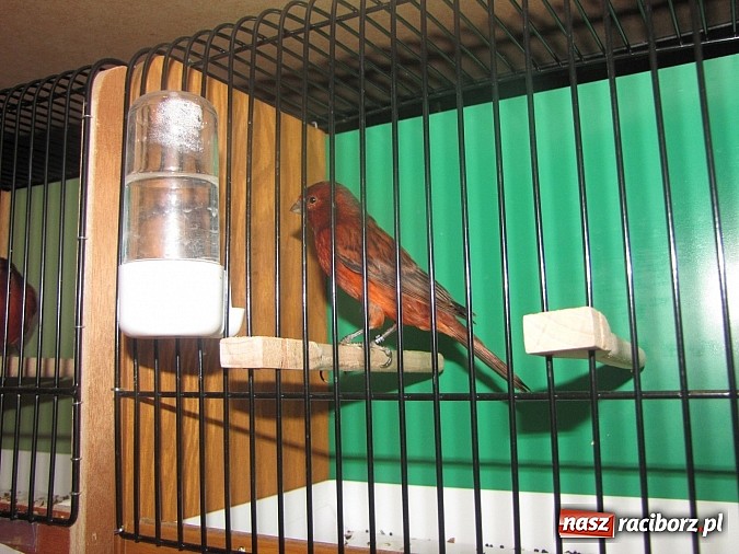 Zdjęcie w galerii na portalu naszraciborz.pl: Pierzaste piękności do niedzieli w RCK-u wiadomości z regionu