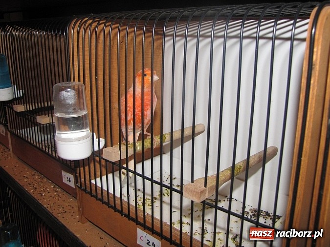 Zdjęcie w galerii na portalu naszraciborz.pl: Pierzaste piękności do niedzieli w RCK-u wiadomości z regionu