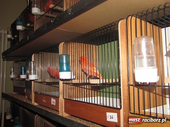 Zdjęcie w galerii na portalu naszraciborz.pl: Pierzaste piękności do niedzieli w RCK-u wiadomości z regionu