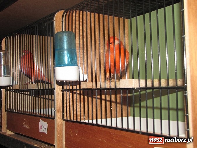 Zdjęcie w galerii na portalu naszraciborz.pl: Pierzaste piękności do niedzieli w RCK-u wiadomości z regionu