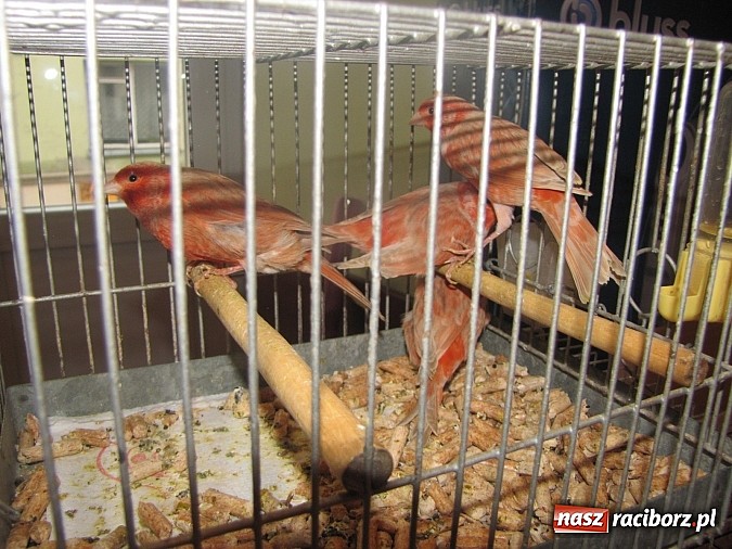 Zdjęcie w galerii na portalu naszraciborz.pl: Pierzaste piękności do niedzieli w RCK-u wiadomości z regionu