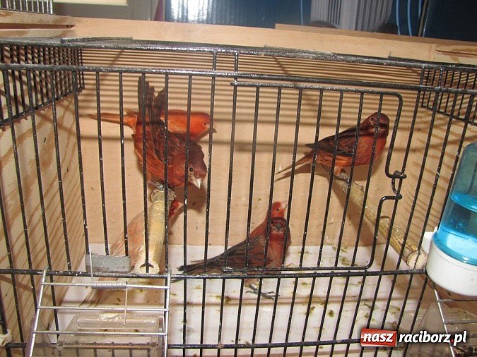 Zdjęcie w galerii na portalu naszraciborz.pl: Pierzaste piękności do niedzieli w RCK-u wiadomości z regionu