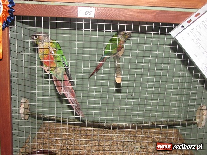 Zdjęcie w galerii na portalu naszraciborz.pl: Pierzaste piękności do niedzieli w RCK-u wiadomości z regionu