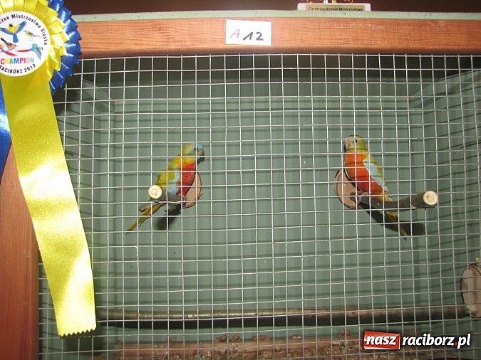 Zdjęcie w galerii na portalu naszraciborz.pl: Pierzaste piękności do niedzieli w RCK-u wiadomości z regionu