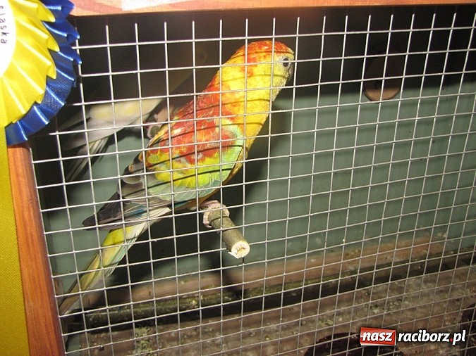 Zdjęcie w galerii na portalu naszraciborz.pl: Pierzaste piękności do niedzieli w RCK-u wiadomości z regionu