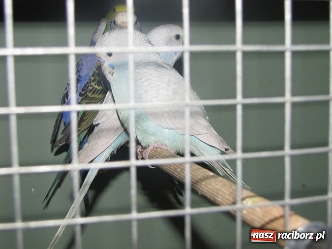 Zdjęcie w galerii na portalu naszraciborz.pl: Pierzaste piękności do niedzieli w RCK-u wiadomości z regionu