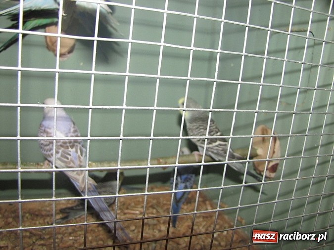 Zdjęcie w galerii na portalu naszraciborz.pl: Pierzaste piękności do niedzieli w RCK-u wiadomości z regionu