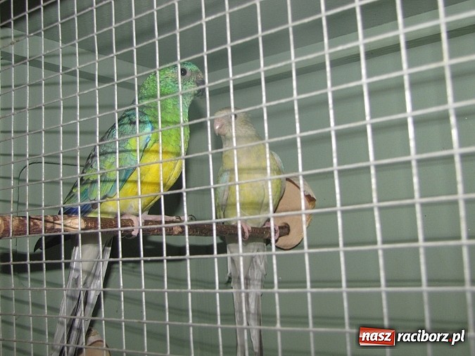 Zdjęcie w galerii na portalu naszraciborz.pl: Pierzaste piękności do niedzieli w RCK-u wiadomości z regionu