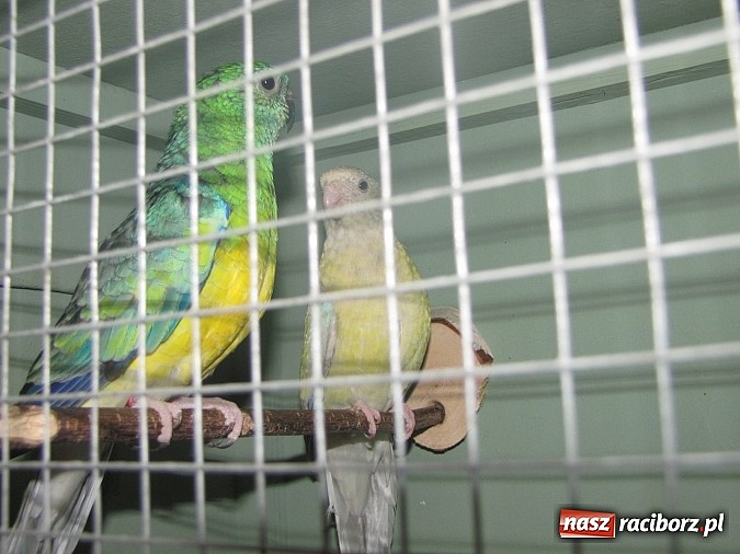 Zdjęcie w galerii na portalu naszraciborz.pl: Pierzaste piękności do niedzieli w RCK-u wiadomości z regionu