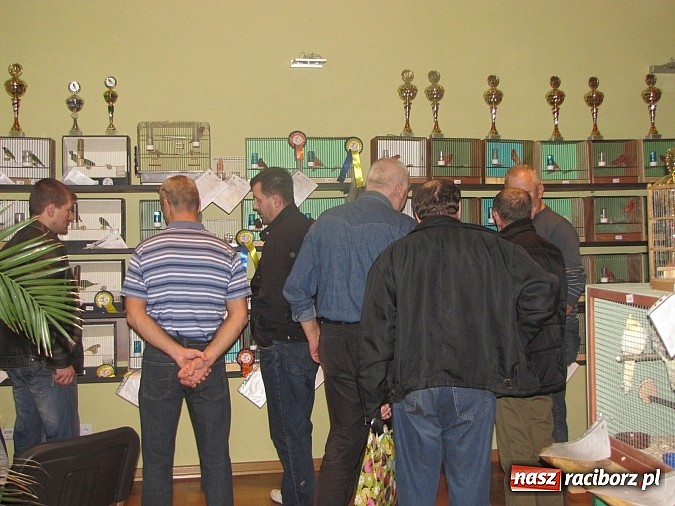 Zdjęcie w galerii na portalu naszraciborz.pl: Pierzaste piękności do niedzieli w RCK-u wiadomości z regionu