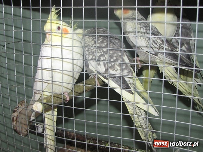 Zdjęcie w galerii na portalu naszraciborz.pl: Pierzaste piękności do niedzieli w RCK-u wiadomości z regionu