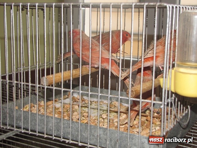 Zdjęcie w galerii na portalu naszraciborz.pl: Pierzaste piękności do niedzieli w RCK-u wiadomości z regionu