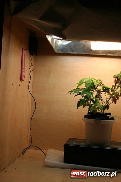 Zdjęcie w galerii na portalu naszraciborz.pl: W mieszkaniu 25-latka znaleziono krzaczek konopi wiadomości z regionu