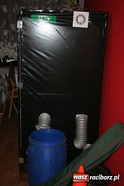 Zdjęcie w galerii na portalu naszraciborz.pl: W mieszkaniu 25-latka znaleziono krzaczek konopi wiadomości z regionu