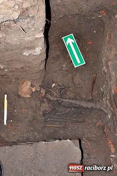 Zdjęcie w galerii na portalu naszraciborz.pl: Na Skwerze Ks. Stefana Pieczki odkryto ludzkie pochówki wiadomości z regionu