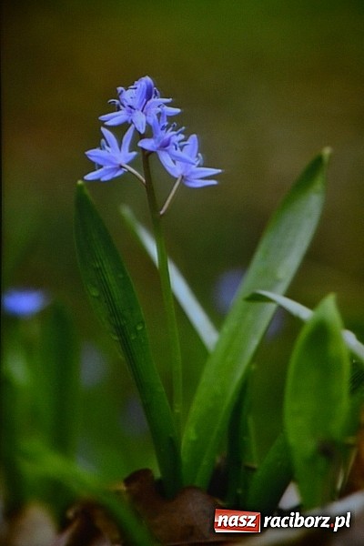 Zdjęcie w galerii na portalu naszraciborz.pl: Sztuka to zrobić zdjęcie i umieć o nim opowiedzieć wiadomości z regionu