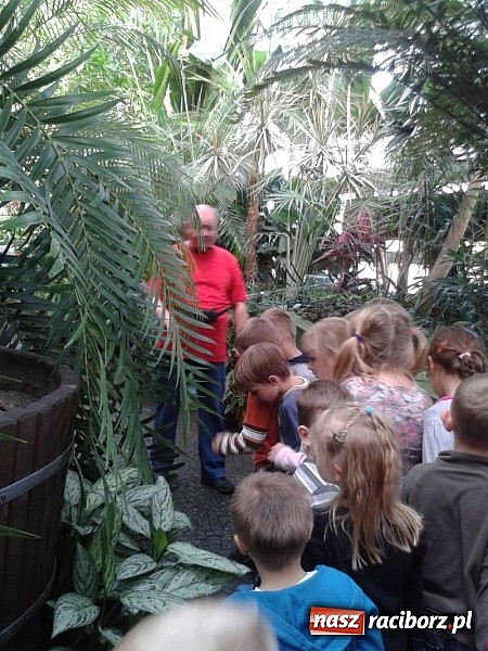 Zdjęcie w galerii na portalu naszraciborz.pl: Afrykańskie klimaty w Przedszkolu nr 17 wiadomości z regionu