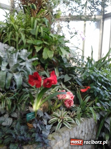 Zdjęcie w galerii na portalu naszraciborz.pl: Afrykańskie klimaty w Przedszkolu nr 17 wiadomości z regionu