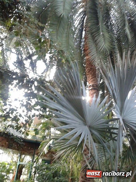 Zdjęcie w galerii na portalu naszraciborz.pl: Afrykańskie klimaty w Przedszkolu nr 17 wiadomości z regionu