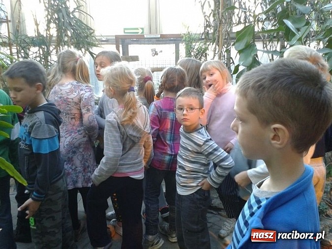 Zdjęcie w galerii na portalu naszraciborz.pl: Afrykańskie klimaty w Przedszkolu nr 17 wiadomości z regionu