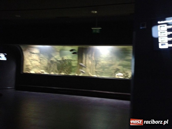 Zdjęcie w galerii na portalu naszraciborz.pl: Afrykańskie klimaty w Przedszkolu nr 17 wiadomości z regionu