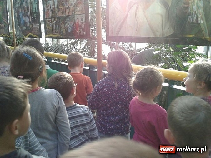 Zdjęcie w galerii na portalu naszraciborz.pl: Afrykańskie klimaty w Przedszkolu nr 17 wiadomości z regionu
