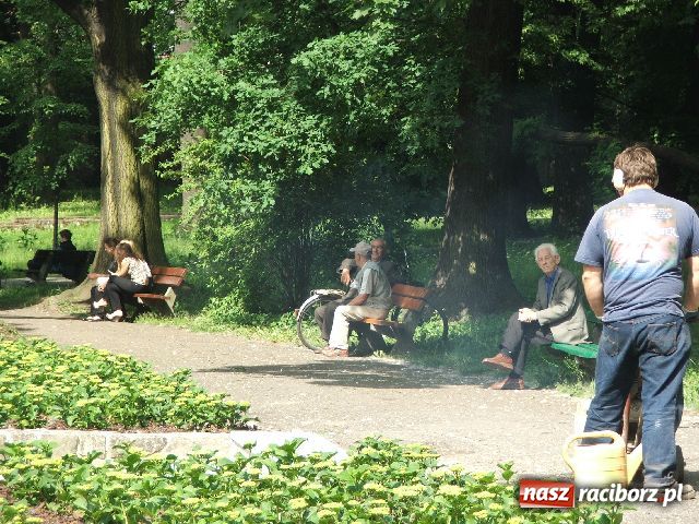 Zdjęcie w galerii na portalu naszraciborz.pl: Zakwitło tysiąc hortensji, ale łabędzi brak wiadomości z regionu