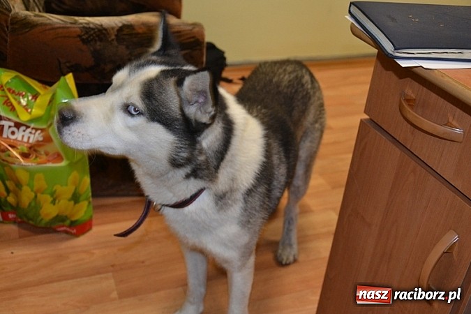 Zdjęcie w galerii na portalu naszraciborz.pl: Husky szuka swojego właściciela wiadomości z regionu