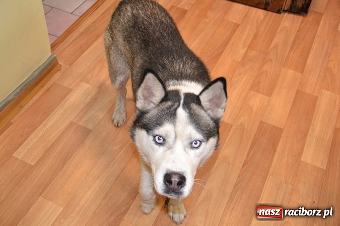 Zdjęcie w galerii na portalu naszraciborz.pl: Husky szuka swojego właściciela wiadomości z regionu