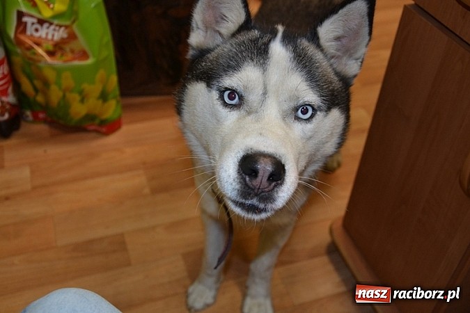Zdjęcie w galerii na portalu naszraciborz.pl: Husky szuka swojego właściciela wiadomości z regionu