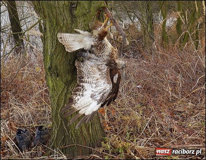 Zdjęcie w galerii na portalu naszraciborz.pl: Bestialstwo na żwirowniach wiadomości z regionu