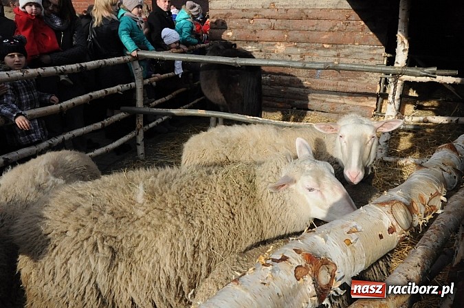 Zdjęcie w galerii na portalu naszraciborz.pl: W Brzeziu można adorować przy żywej szopce wiadomości z regionu