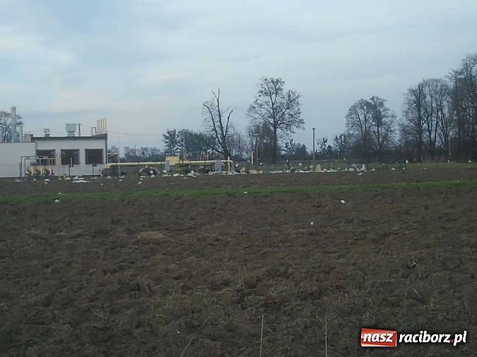 Zdjęcie w galerii na portalu naszraciborz.pl: Takie obrazki zastali raciborzanie w święta wiadomości z regionu