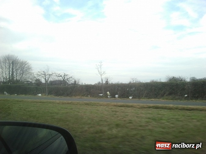 Zdjęcie w galerii na portalu naszraciborz.pl: Takie obrazki zastali raciborzanie w święta wiadomości z regionu