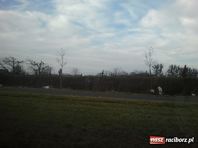 Zdjęcie w galerii na portalu naszraciborz.pl: Takie obrazki zastali raciborzanie w święta wiadomości z regionu