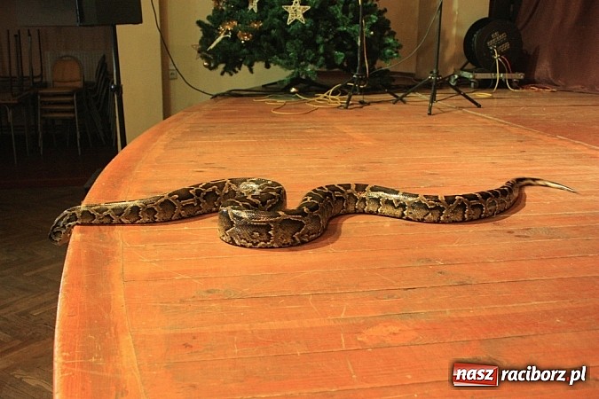 Zdjęcie w galerii na portalu naszraciborz.pl: Węże dusiciele zachwyciły dzieci w Krzanowicach wiadomości z regionu