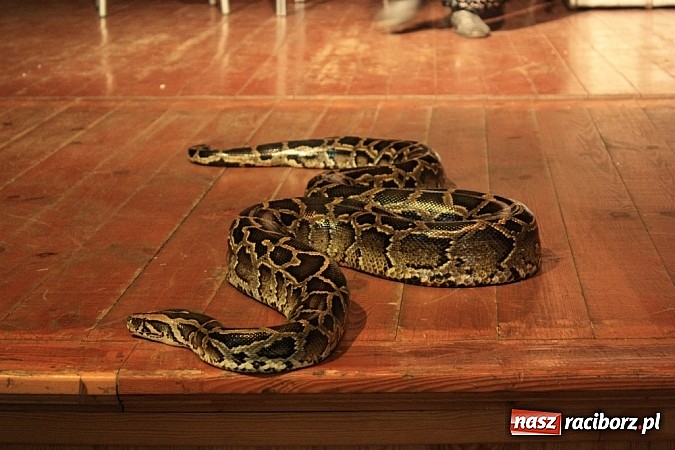 Zdjęcie w galerii na portalu naszraciborz.pl: Węże dusiciele zachwyciły dzieci w Krzanowicach wiadomości z regionu