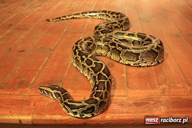 Zdjęcie w galerii na portalu naszraciborz.pl: Węże dusiciele zachwyciły dzieci w Krzanowicach wiadomości z regionu