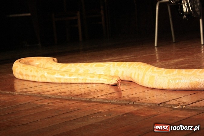 Zdjęcie w galerii na portalu naszraciborz.pl: Węże dusiciele zachwyciły dzieci w Krzanowicach wiadomości z regionu